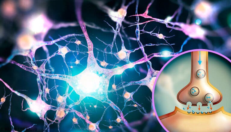 Glutamato: el neurotransmisor excitador por excelencia
