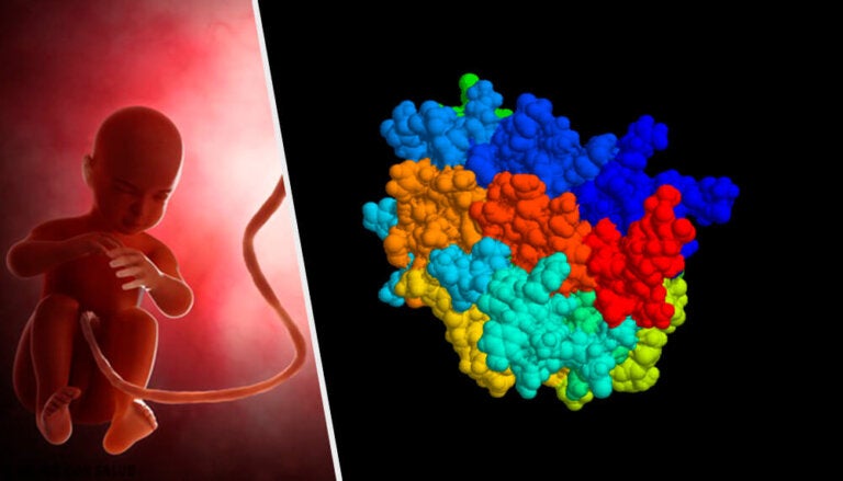 Hormona antimülleriana (HAM): qué es y cómo actúa