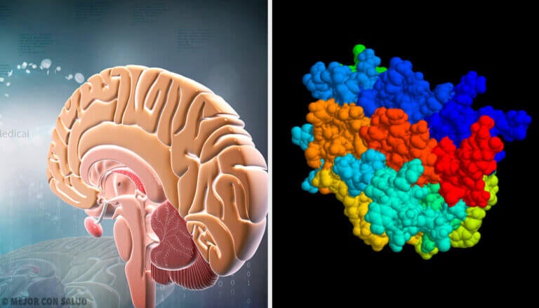 Hormona del crecimiento: qué es y cómo actúa — Mejor con Salud