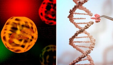 Mucopolisacaridosis: causas y síntomas