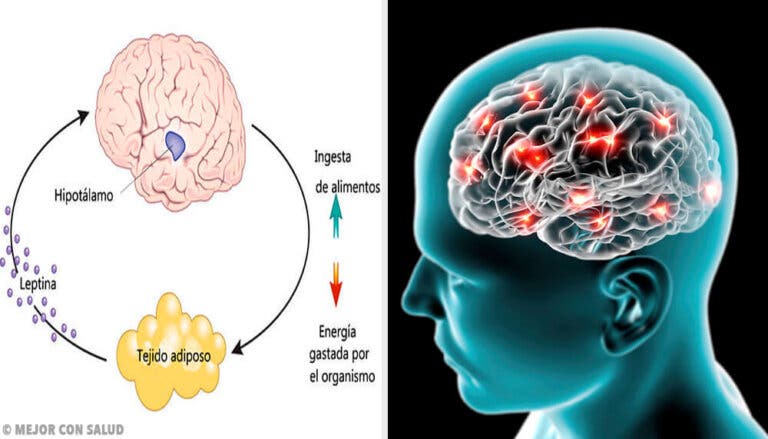 Neuropéptido Y: síntesis, localización y funciones