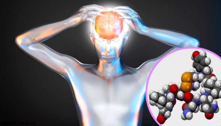 La orexina: qué es y cómo funciona