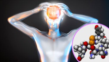 La orexina: qué es y cómo funciona