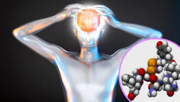 La orexina: qué es y cómo funciona