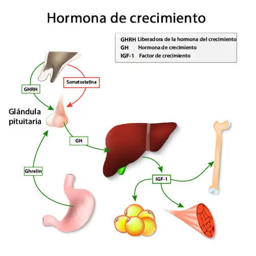 Otras funciones de la hormona del crecimiento