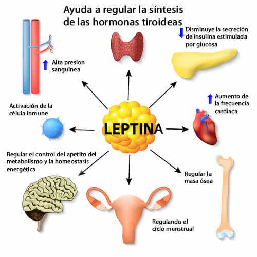 Otras funciones de la leptina