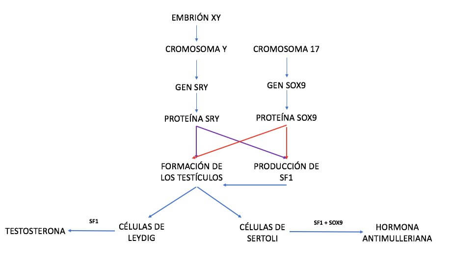 Hormona antimulleriana (HAM)