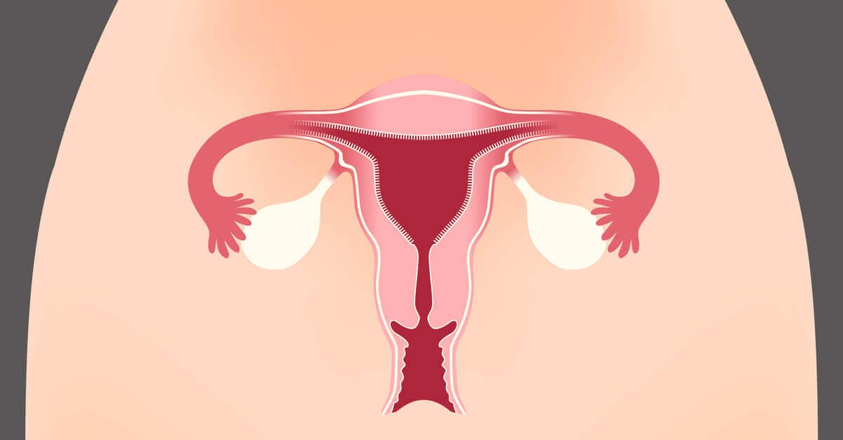 Aparato reproductor femenino.
