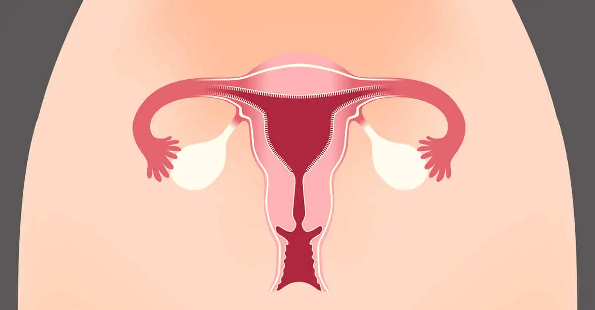 Aparato reproductor femenino.