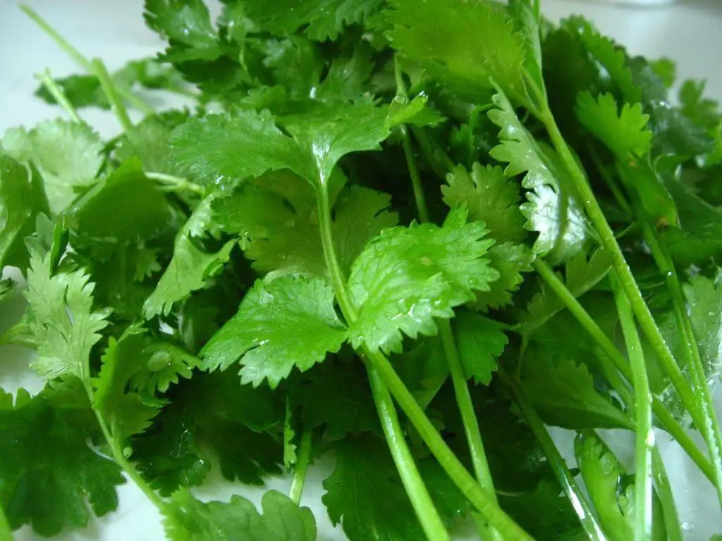 Cilantro en la comida india.