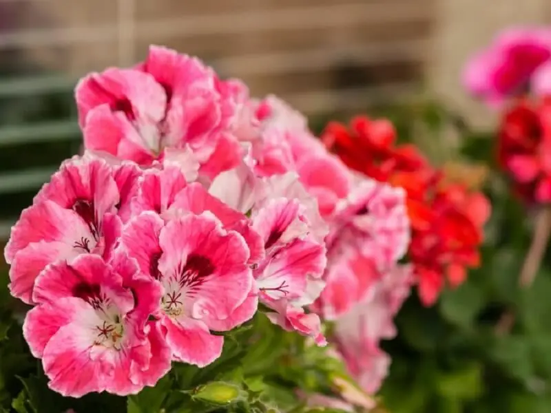 Flor de geranio.