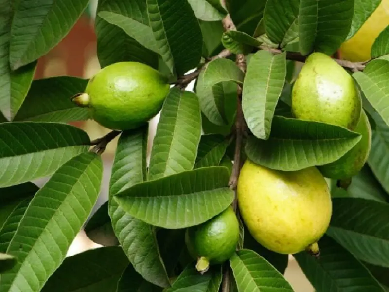 hojas de guayaba