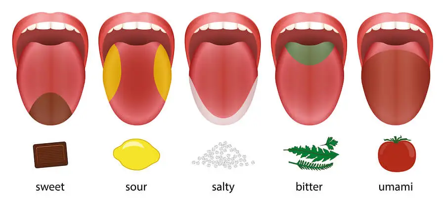 Los sabores en la lengua