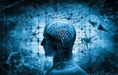 cerebro que libera endorfinas