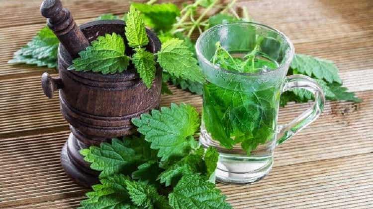 Cómo cuidar la tiroides con 5 remedios con plantas medicinales  Mejor