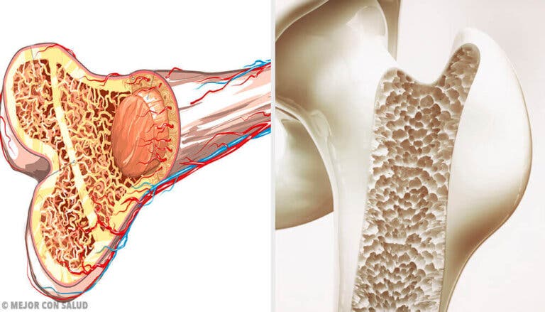 Osteogénesis: la formación de los huesos