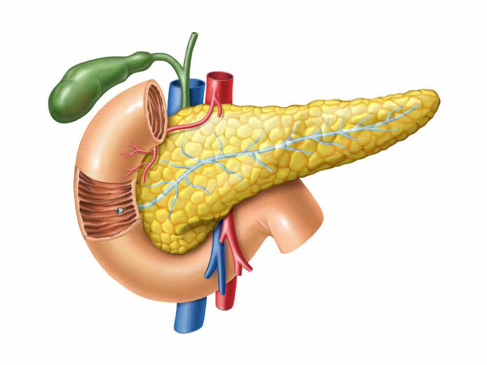 Partes del páncreas humano