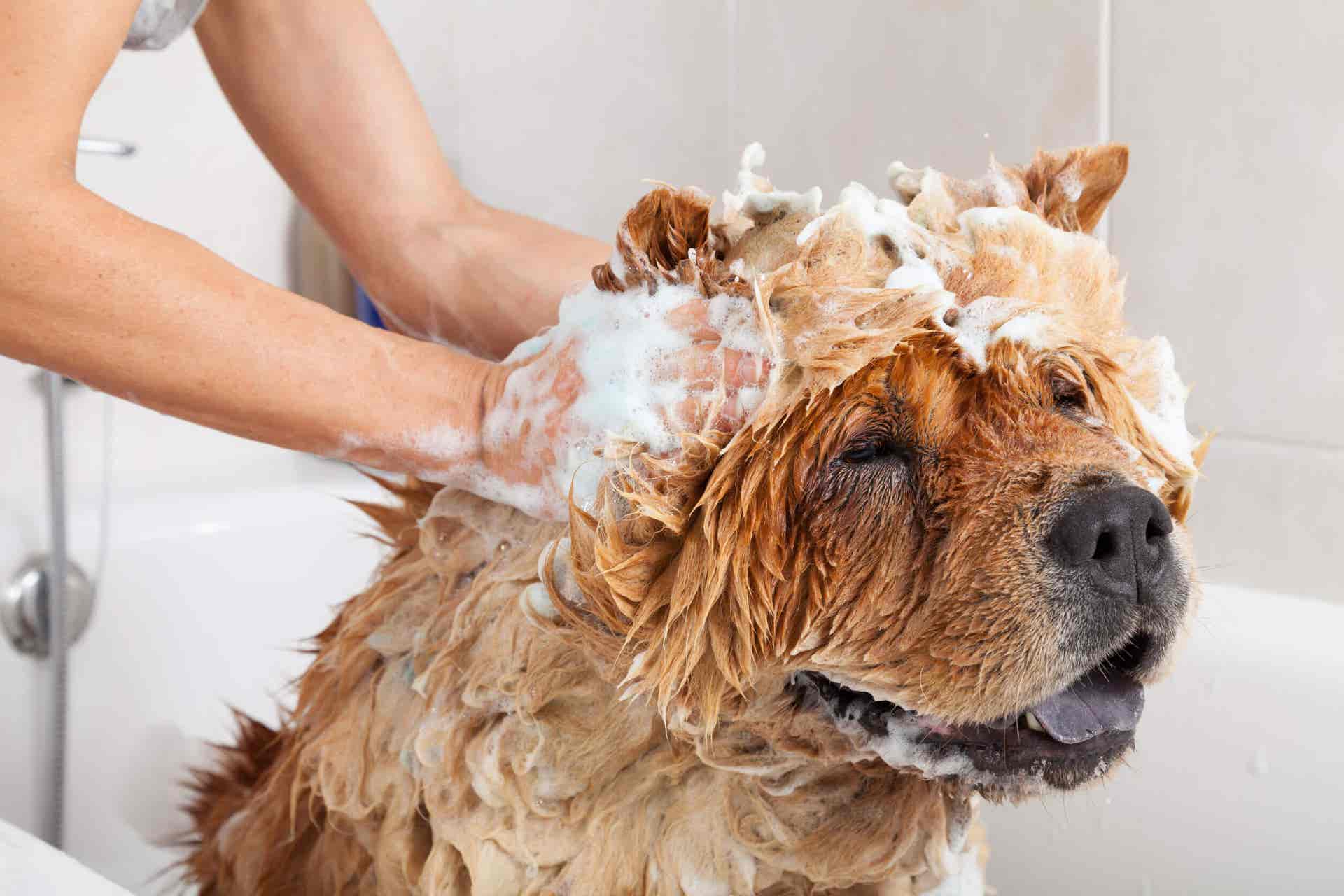 Para mantener limpio el hogar es necesario ocuparse de la higiene de las mascotas.