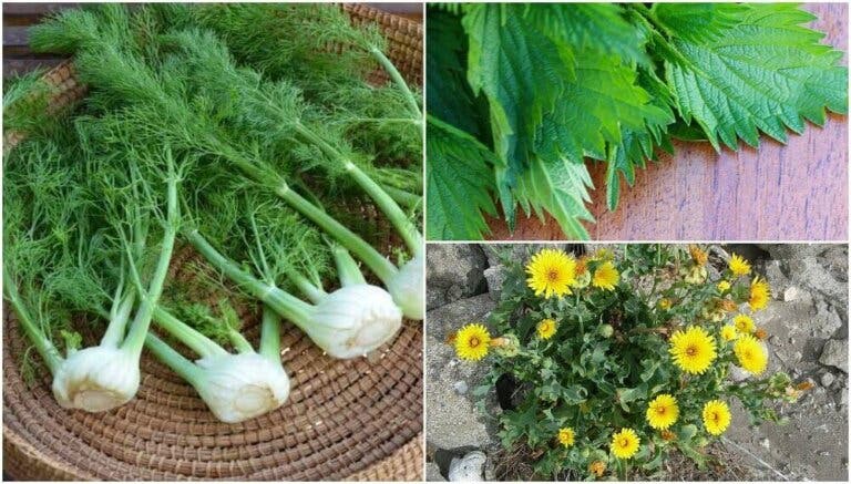 8 plantas que no sabías que eran comestibles