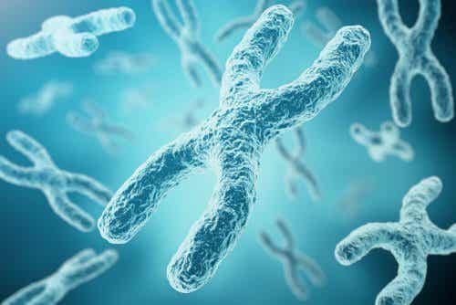 Inactivación cromosoma x