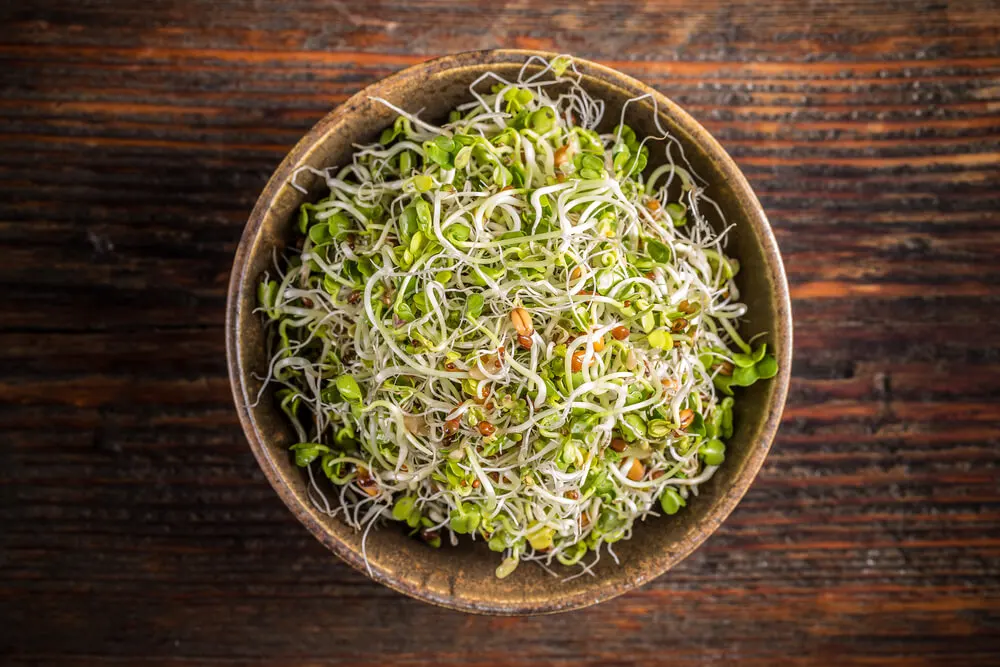 Brotes de alfalfa.