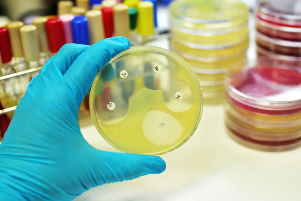 Antibióticos de amplio espectro