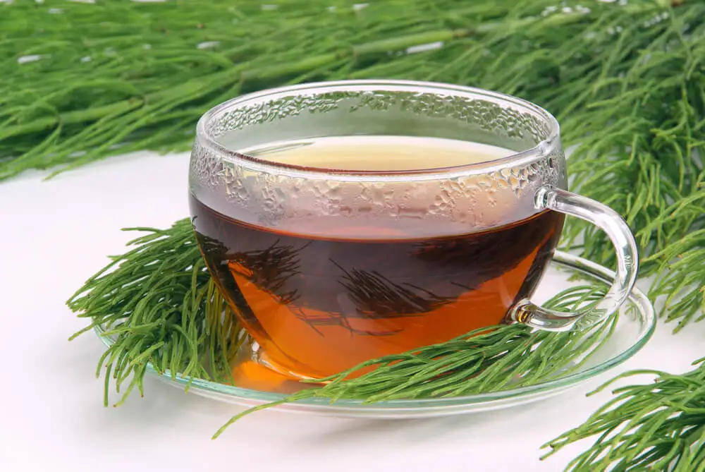 Horsetail