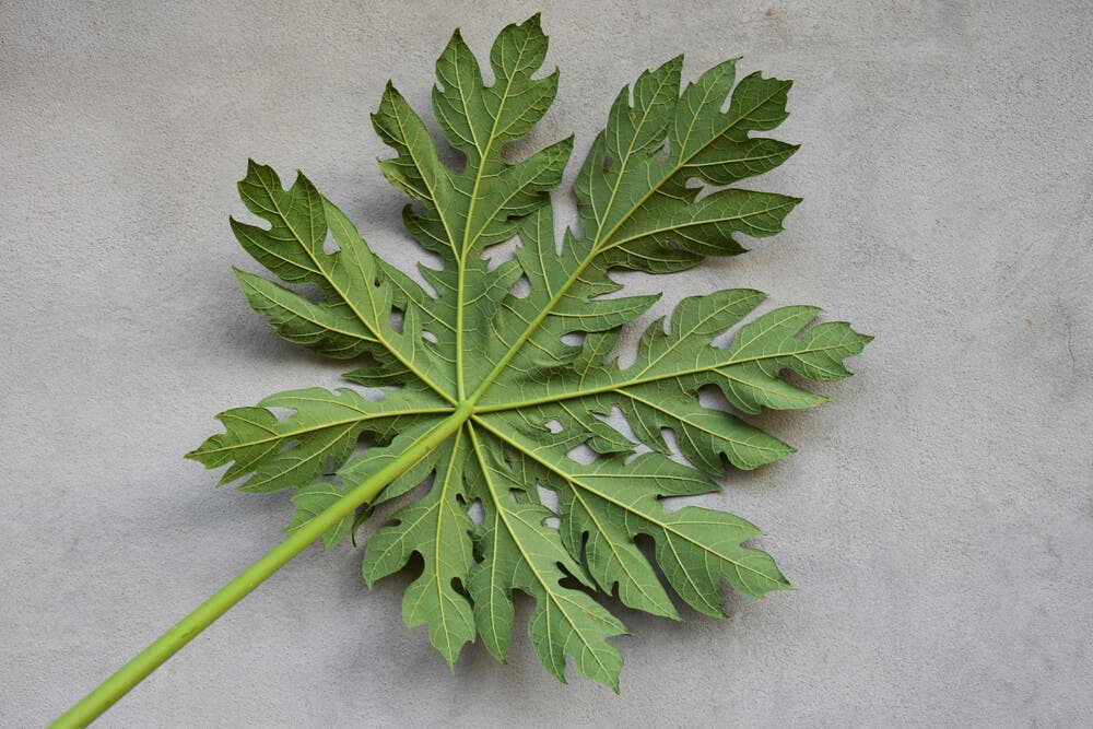 Hoja de Carica papaya, uno de los tratamientos complementarios del dengue