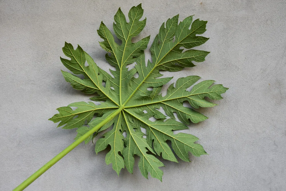 Hoja de Carica papaya, uno de los tratamientos complementarios del dengue