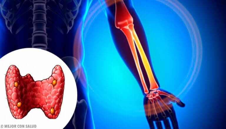 La hormona paratiroidea controla los niveles de calcio y la formación de hueso