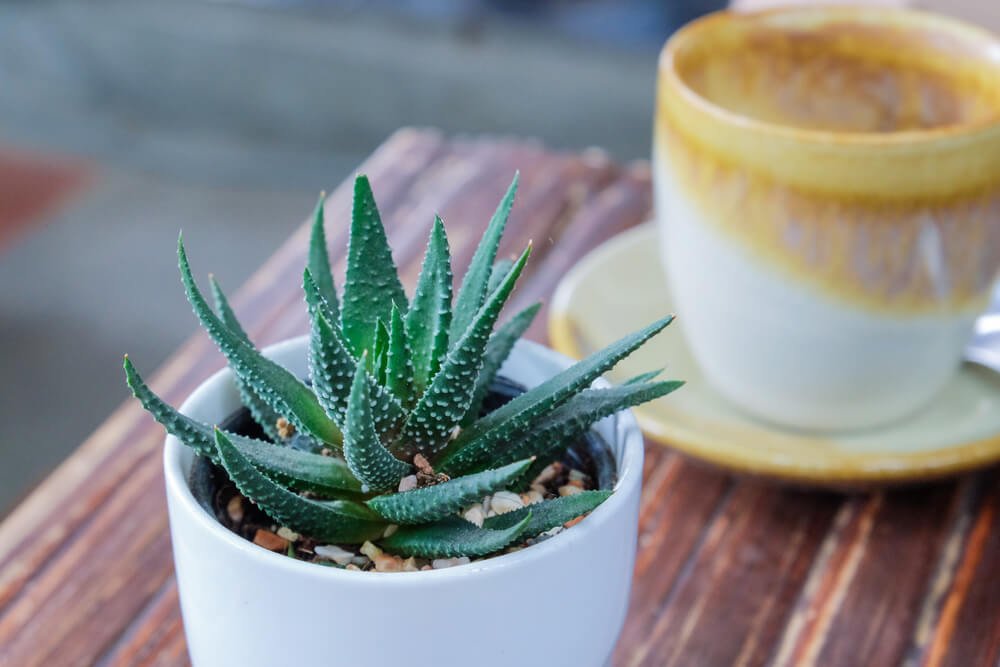 Beneficios del aloe vera y otras plantas en casa