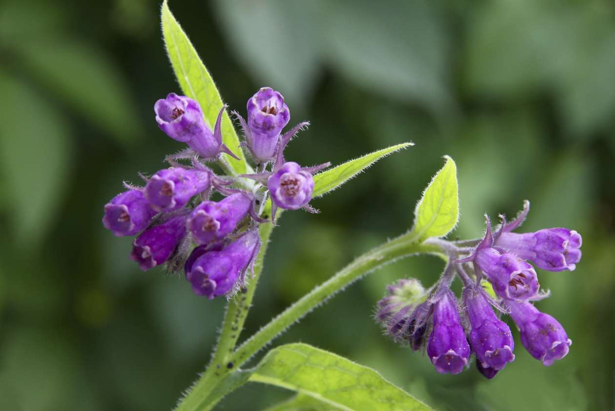 Consolida minore tra le piante medicinali che aiutano nell'endometriosi