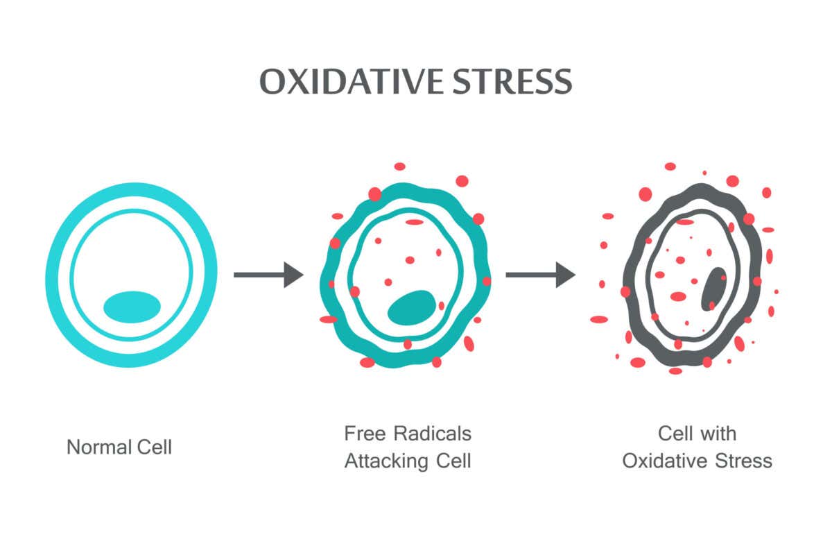 estrés oxidativo