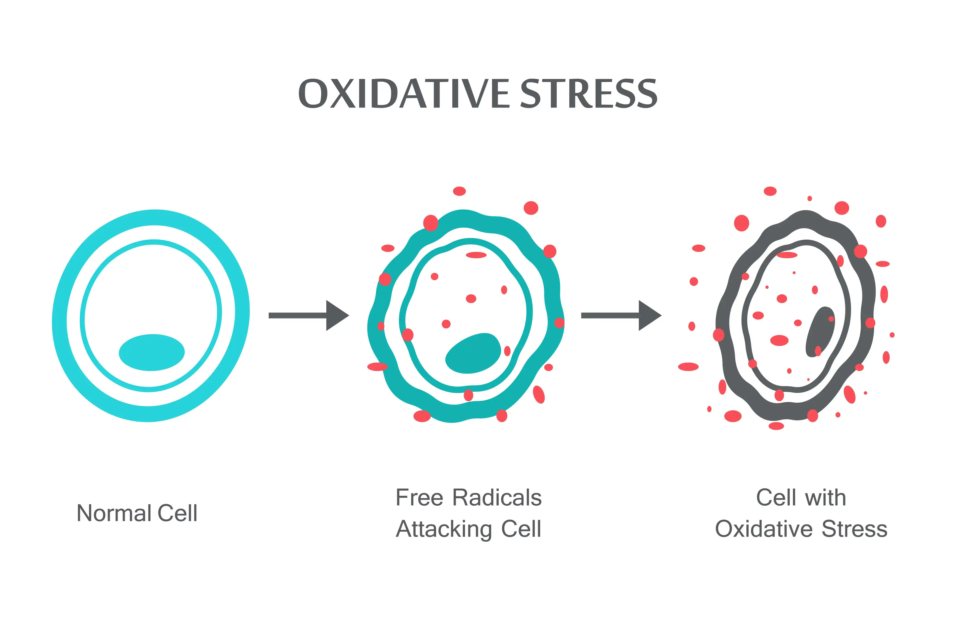 estrés oxidativo