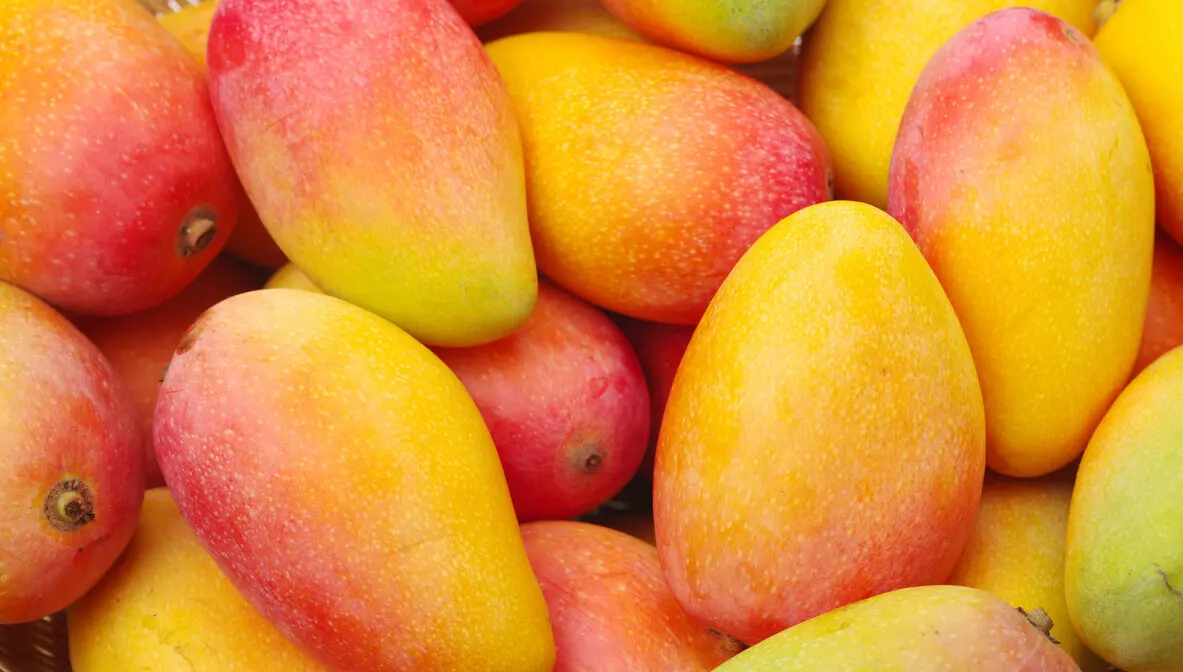 Mangue entière.