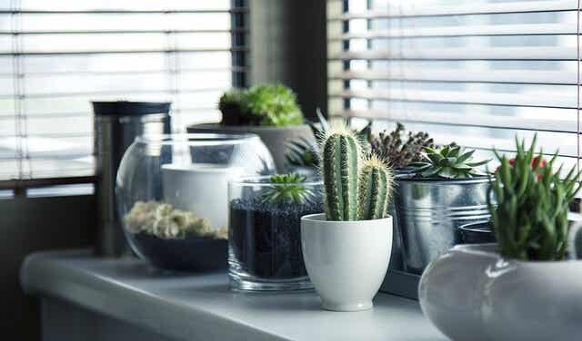 5 maneras creativas de tener plantas en tu casa