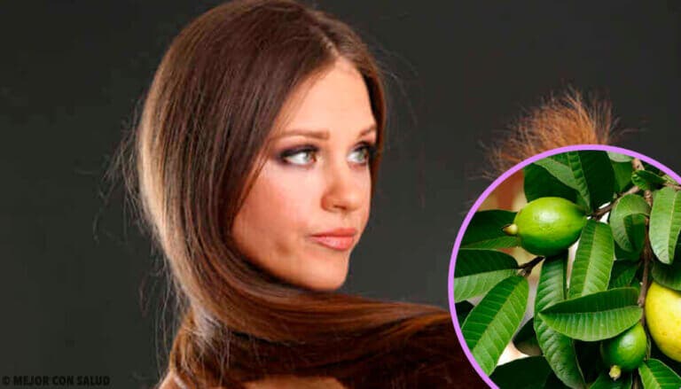 Hojas de guayaba para el cabello maltratado