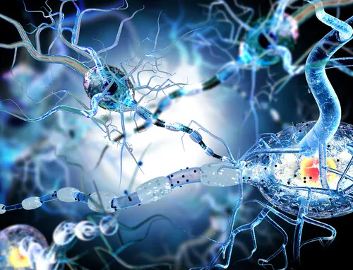 neuronas