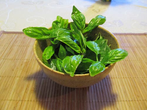 Albahaca
