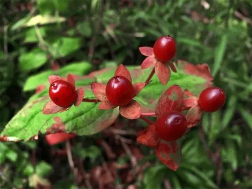 Arándanos rojos
