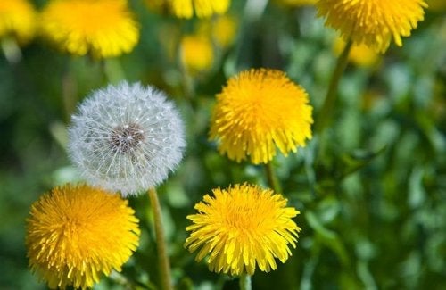 Diente de león: ¿aportes a la actividad hepática?