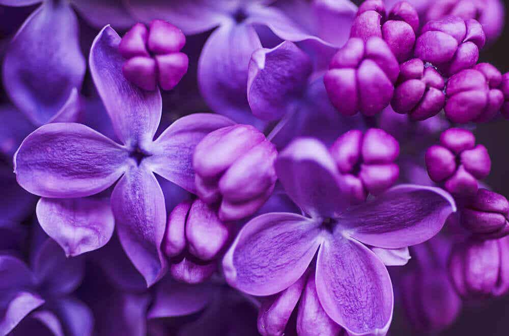 Flores color violeta.