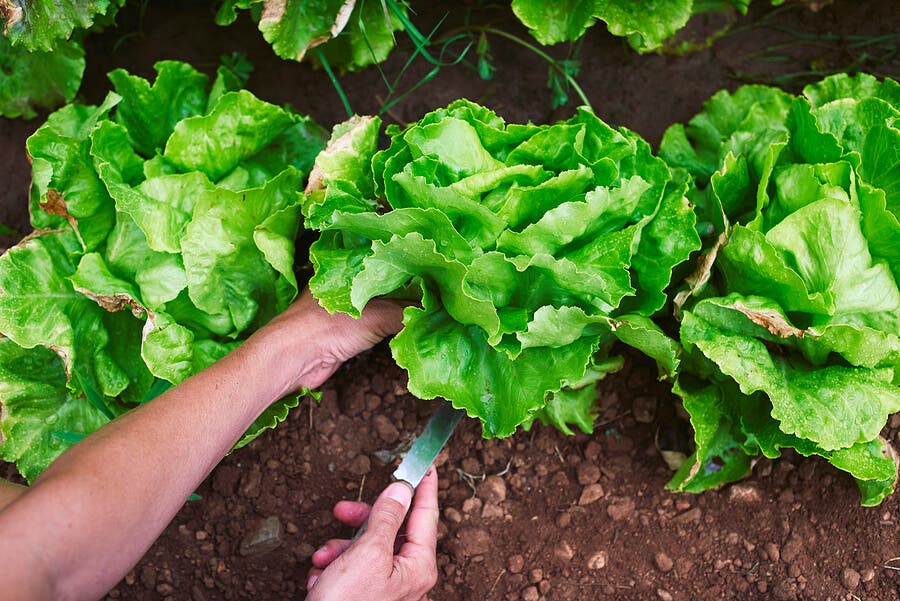 Lattuga coltivata in orto.