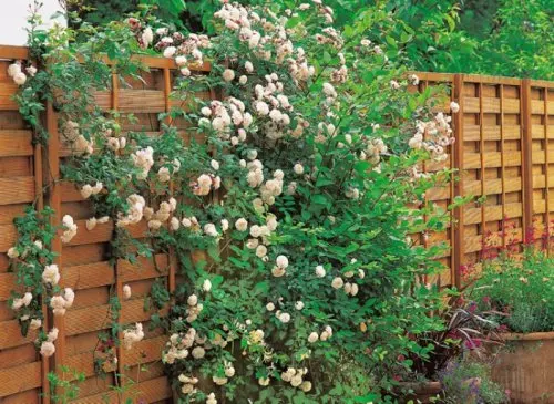 intro-rosier-cloison-fleur-l750-h512