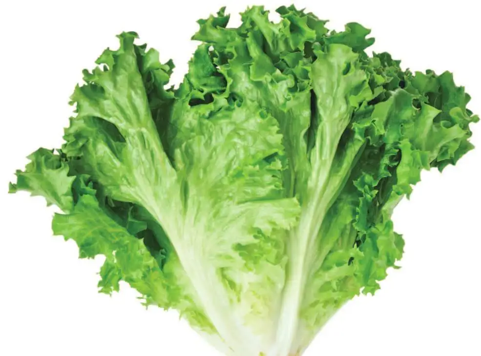 Verduras para plantar en casa