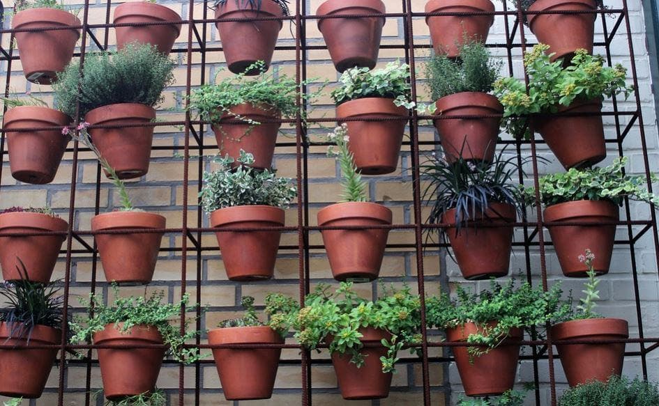 Macetas con plantas colgadas en la pared en huertos caseros.