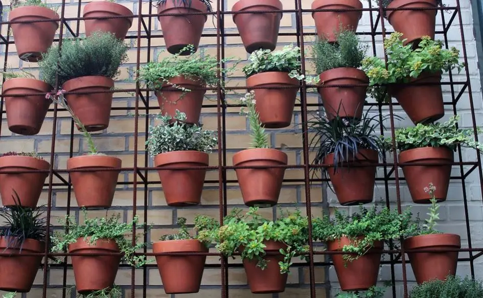 Macetas con plantas colgadas en la pared en huertos caseros.