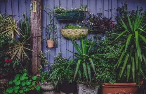El jardín en tu terraza debe tener buenas paredes