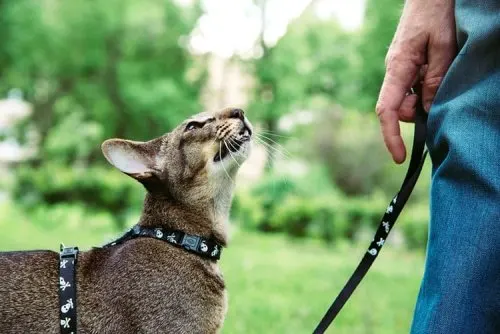 Pasear gato