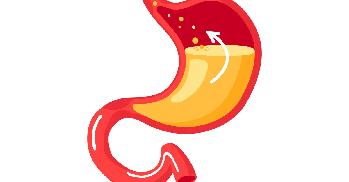 Matsmältningsröret.